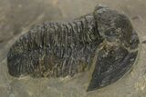 Detailed Proetid (Gerastos) Trilobite Fossil - Morocco #323187-3